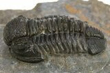 Detailed Gerastos Trilobite Fossil - Morocco #310567-2